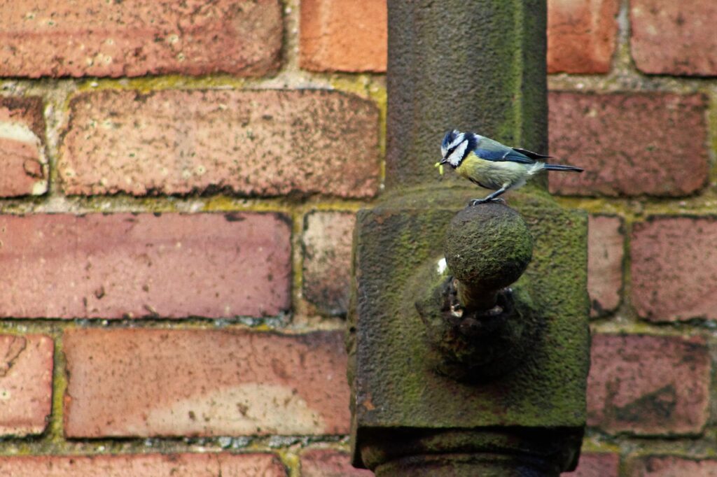 Bird on dirty drainage pipe